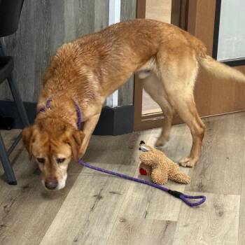 Yellow Labrador Retriever Dogs Available for Adoption - Brutus | PetCurious