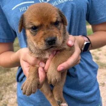 Mindy -  German Shepherd Dog and Mixed Breed Dog for Adoption in Buchanan Dam, Texas - Mindy | PetCurious