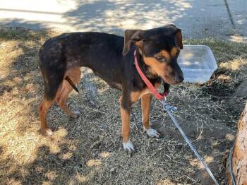 JESSIE -  Beagle and Chihuahua Dog for Adoption in Ontario, California - JESSIE | PetCurious