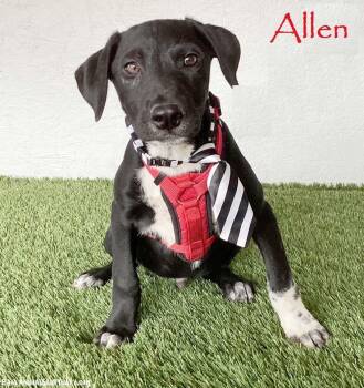 Allen -  Labrador Retriever and Border Collie Dog for Adoption in San Diego, California - Allen | PetCurious