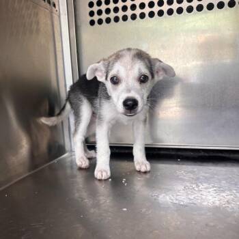 Draco -  Shepherd and Mixed Breed Dog for Adoption in Edinburg, Texas - Draco | PetCurious
