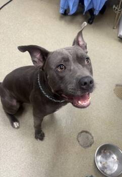 Fargo -  Pit Bull Terrier and Mixed Breed Dog for Adoption in Palm Coast, Florida - Fargo | PetCurious