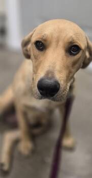Jasmine -  Labrador Retriever and Pit Bull Terrier Dog for Adoption in Victoria, British Columbia - Jasmine | PetCurious