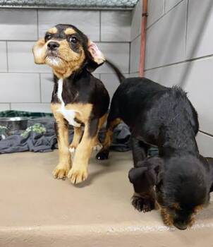 Mixed Breed Dogs Available for Adoption in Nashville, Tennessee - Helvetica | PetCurious