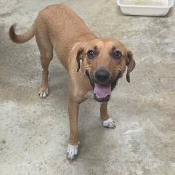 Feona - 072310U -  Bloodhound and Mixed Breed Dog for Adoption in Tupelo, Mississippi - Feona - 072310U | PetCurious