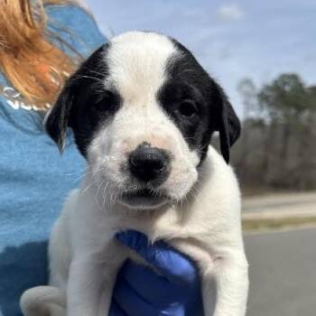 Great Pyrenees Dogs Available for Adoption - Evina | PetCurious