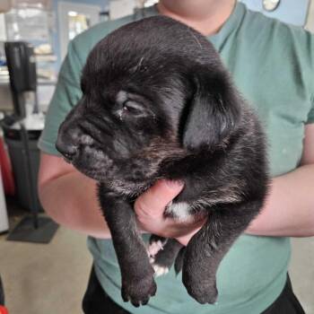 Shepherd Dogs Available for Adoption in Peyton, Colorado - Mykonos (MR26-352) | PetCurious