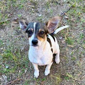 Rescue Chihuahua and Miniature Pinscher Dogs for Adoption in Bastrop, Texas - Eunice 25-11-052 | PetCurious