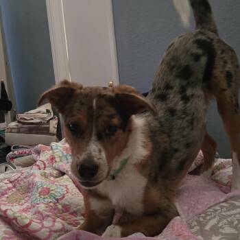 Australian Shepherd and Catahoula Leopard Dog Dogs Available for Adoption in Joshua, Texas - Harley | PetCurious