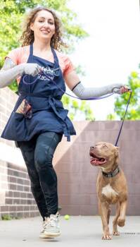 Mixed Breed Dogs Available for Adoption in Chamblee, Georgia - Canton | PetCurious