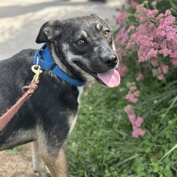 Mushroom -  Shepherd and Hound Dog for Adoption in Nashville, Tennessee - Mushroom | PetCurious