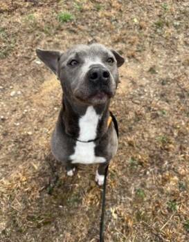 Pit Bull Terrier and Mixed Breed Dogs Available for Adoption - Daisy Duck | PetCurious