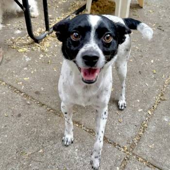 Herbie -  Mixed Breed Dog for Adoption in Oakland, California - Herbie | PetCurious