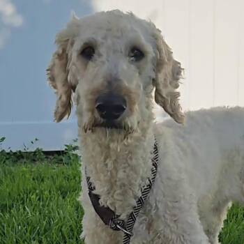 Marshmallow -  Goldendoodle Dog Available for Adoption in Normal, Illinois - Marshmallow | PetCurious