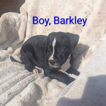 Labrador Retriever Dogs Available for Adoption in Houston, Texas - Barkley | PetCurious
