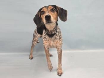 Rowdy -  Beagle and Parson Russell Terrier Dog for Adoption in Minneapolis, Minnesota - Rowdy | PetCurious