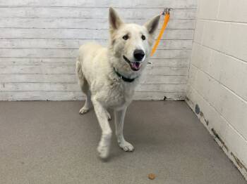 Rescue Siberian Husky Dogs for Adoption in San Bernardino, California - SPRITE | PetCurious