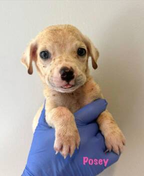 Chihuahua Dogs Available for Adoption in New York, New York - Posey (AL) | PetCurious