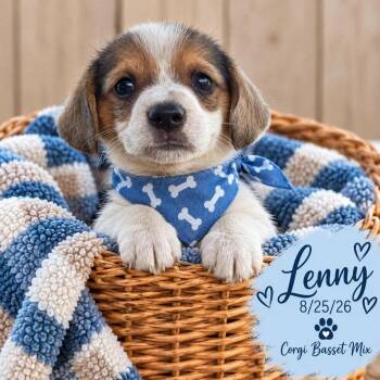 Lenny -  Corgi and Basset Hound Dog for Adoption in Fort Worth, Texas - Lenny | PetCurious