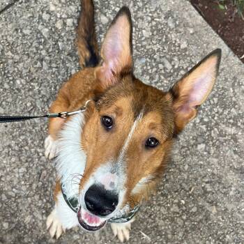 Rescue Collie Dogs for Adoption in Riverside, California - JJ | PetCurious