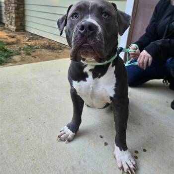 Yogi -  American Bully Dog for Adoption in Prince Frederick, Maryland - Yogi | PetCurious