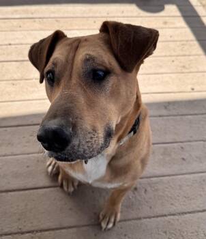 Rescue Labrador Retriever and Pit Bull Terrier Dogs for Adoption in Incline Village, Nevada - Reba | PetCurious
