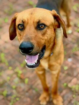 Shepherd and Retriever Dogs Available for Adoption in Fort Worth, Texas - Jasper | PetCurious