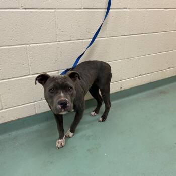 Windy -  Mixed Breed Dog for Adoption in Bartlett, Tennessee - Windy | PetCurious