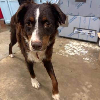 Curly fry Sue -  Australian Shepherd Dog for Adoption in Corbin, Kentucky - Curly Fry Sue | PetCurious