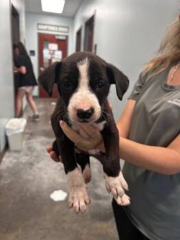 Fabio -  Pit Bull Terrier Dog Available for Adoption in Gautier, Mississippi - Fabio | PetCurious