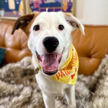 Skye Ark -  Pit Bull Terrier and Labrador Retriever Dog for Adoption in Friendswood, Texas - Skye Ark | PetCurious