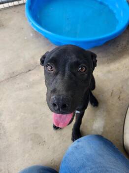 Lyara -  Labrador Retriever and Mixed Breed Dog for Adoption in Brownwood, Texas - Lyara | PetCurious