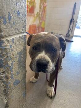 HAGRID -  Pit Bull Terrier Dog for Adoption in San Bernardino, California - HAGRID | PetCurious