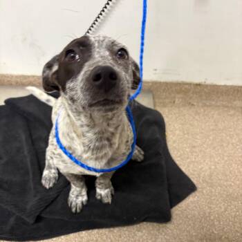 Australian Cattle Dog Blue Heeler Dogs Available for Adoption in League City, Texas - Wednesday | PetCurious