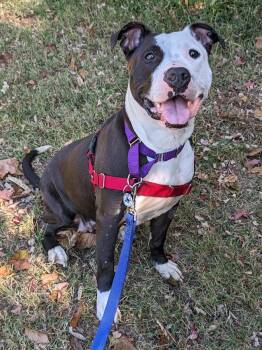 Cinderella -  Mixed Breed Dog for Adoption in Alexandria, Virginia - Cinderella | PetCurious