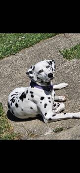Dalia (Dolly)—Cincinnati, OH -  Dalmatian Dog for Adoption in San Diego, California - Dalia (Dolly)—Cincinnati, OH | PetCurious