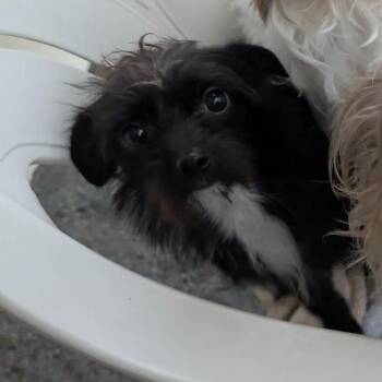 Raven -  Chihuahua and Poodle Dog for Adoption in Quakertown, Pennsylvania - Raven | PetCurious