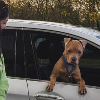 Pit Bull Terrier Dogs Available for Adoption in Rochester, New York - Chancy Pants: Adopt Or Forever Foster | PetCurious