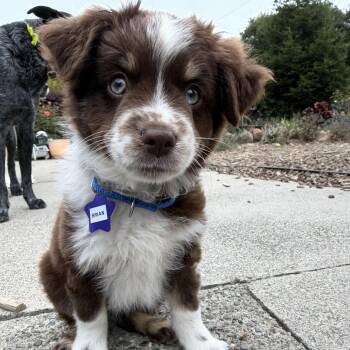 Brian -  Australian Shepherd and Mixed Breed Dog for Adoption in San Francisco, California - Brian | PetCurious