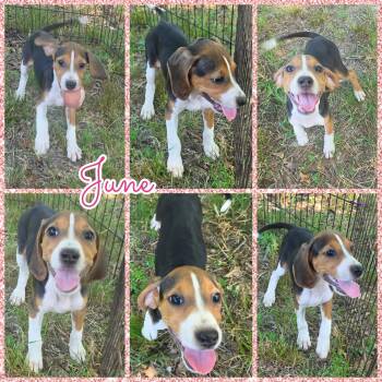 June -  Treeing Walker Coonhound Dog for Adoption in Blacksburg, South Carolina - June | PetCurious