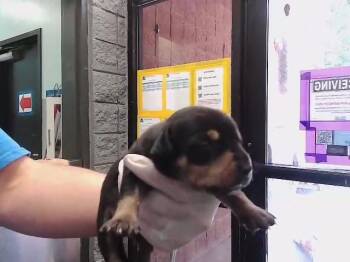 BLACK 1 -  Doberman Pinscher and Mixed Breed Dog for Adoption in Tulsa, Oklahoma - BLACK 1 | PetCurious
