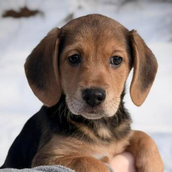 Hound Dogs Available for Adoption - CT Lacey Avail Feb 21 (Tractor Supply- Putnam, CT) | PetCurious
