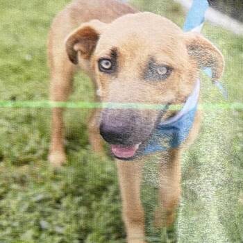 Finn -  Shepherd and Mixed Breed Dog for Adoption in Hagerstown, Maryland - Finn | PetCurious