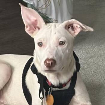 Maryland -  Mixed Breed Dog for Adoption in Atlanta, Georgia - Maryland | PetCurious