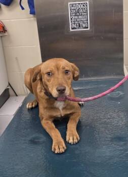 Vizsla and Mixed Breed Dogs Available for Adoption in Mobile, Alabama - WHIMSY | PetCurious