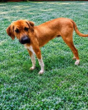 Haggard -  Labrador Retriever and Bloodhound Dog for Adoption - Haggard | PetCurious