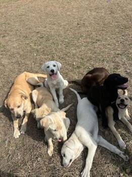 Labrador Retriever and Mixed Breed Dogs Available for Adoption - Chabot / Skipper | PetCurious