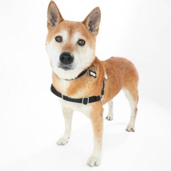 Kriss Kross 14526 -  Shiba Inu Dog for Adoption in San Francisco, California - Kriss Kross 14526 | PetCurious