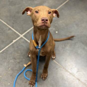 Mixed Breed Dogs Available for Adoption - Lincoln | PetCurious