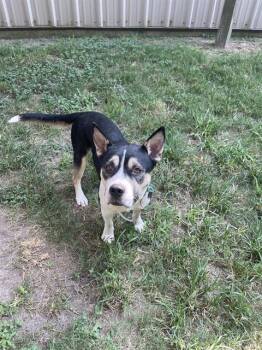 TYKO -  Staffordshire Bull Terrier and Mixed Breed Dog for Adoption in Houston, Texas - TYKO | PetCurious